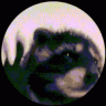 Kiwirocket64